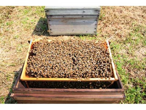 ミツバチ大量失踪解明の為の緊急公募に８件採用決定