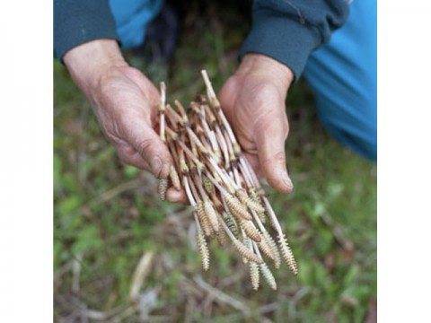 アレルギーを緩和するつくしエキス配合の花粉症対策商品