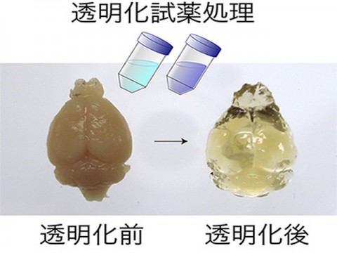 脳を透明化して観察　理研がマウスとサルで成功