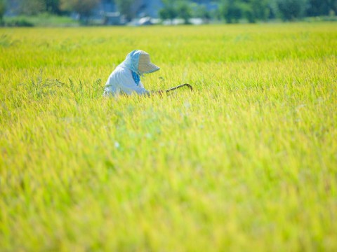 稲作による所得は実質48万円？　「所得倍増計画」は農家を救えない