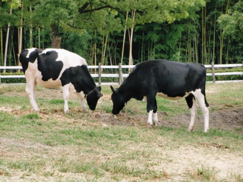 バター不足慢性化の不安　根本的解消には酪農業への対策が不可欠