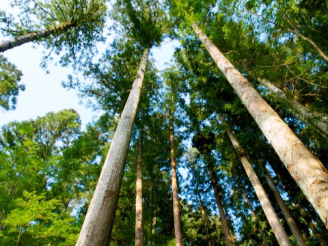 2016年木造マンション建設ラッシュか　放置人工林対策も