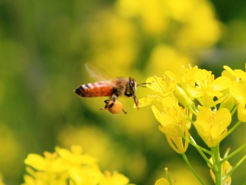 3月8日はミツバチの日。日本の蜜蜂飼育の現状と、消えたミツバチの謎