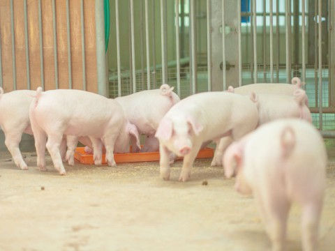 養豚施設から出る汚水の窒素濃度を低減 温室効果ガスの抑制効果もあり