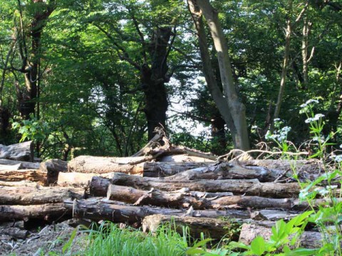 進む木質バイオマスエネルギーの利用 間伐材の活用で山林の保全も