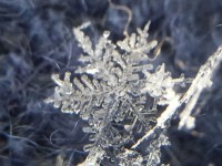 画・雪の結晶から降雪現象の実態を解明 「関東雪結晶フ_ロシ_ェクト」か_発足