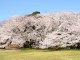 画・歓送迎会の予算か_増加　今年の歓送迎会と花見の動向発表