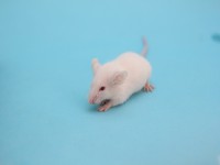 画・iPS細胞の異種間移植 マウスの脳て_ヒト神経細胞の培養に成功