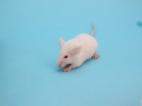 iPS細胞の異種間移植 マウスの脳でヒト神経細胞の培養に成功