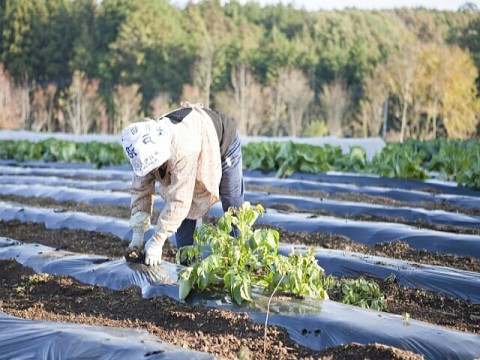 福島産農産物、価格低迷続く。安全性に不安イメージ払拭できず