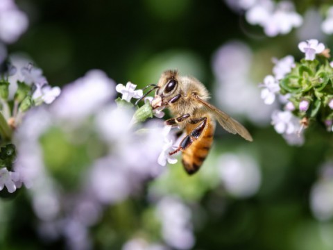 ミツバチの経済効果は150億ドル超？　ミツバチとの共存を目指す活動に注目
