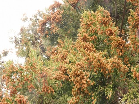 今年もスギ花粉の飛散が始まった！　今、おススメしたい最先端の花粉対策とは？