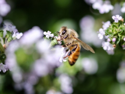 8月3日は「はちみつの日」。世界初の日本研究チームが発見した、蜂蜜の鎮咳成分とは？