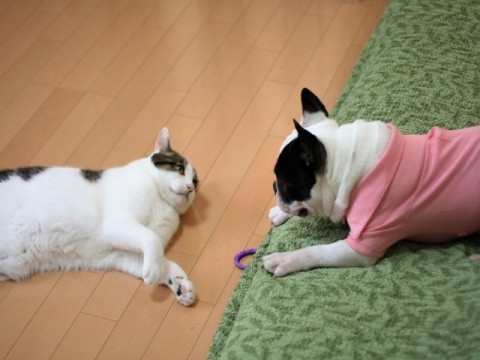 大切な家族だからこそ、いつまでも元気に。愛犬家・愛猫家に人気のペットサプリ