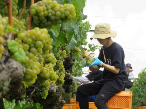 小規模ロットで世界水準を目指す　白鶴酒造が神戸ワインに投じる数億円の意味