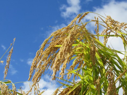 日本の農業に「資源循環」の波　肥料依存からの脱却と現場の革新